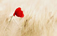 blume.jpg