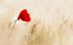 blume.jpg