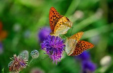 butterflies-3205038_960_720.jpg