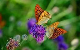 butterflies-3205038_960_720.jpg