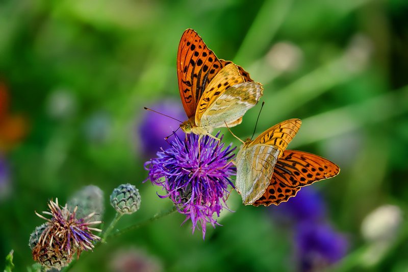 butterflies-3205038_960_720.jpg