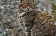 cat-7829316_1280.jpg