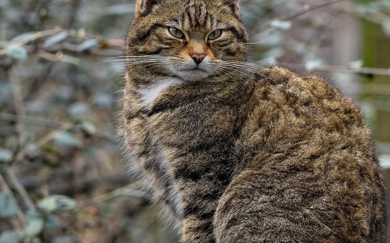 cat-7829316_1280.jpg