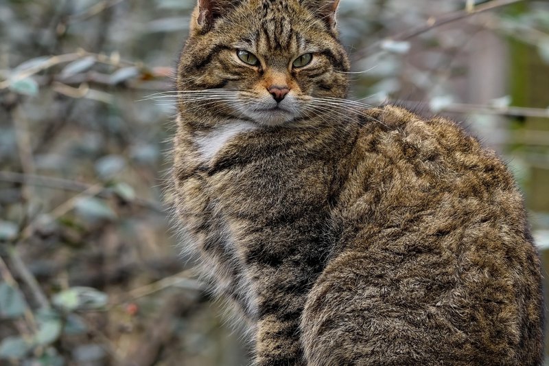 cat-7829316_1280.jpg