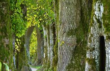 trees-2897757_1280.jpg